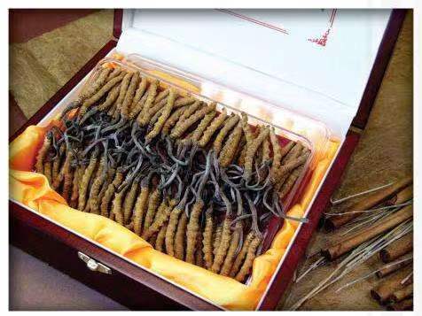 锦屏冬虫夏草回收